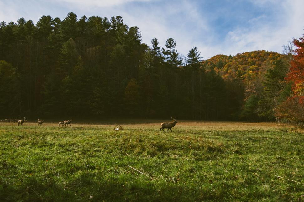 Free Image of Herd of Animals Grazing on Lush Green Field 