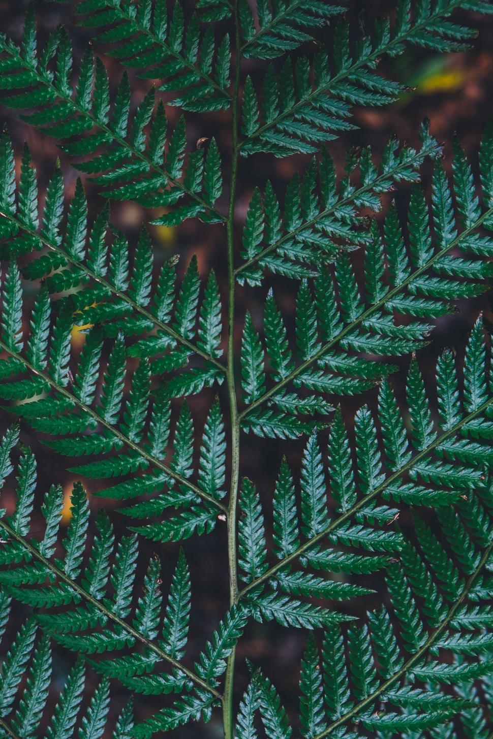 Free Image of Close Up of a Plant With Green Leaves 