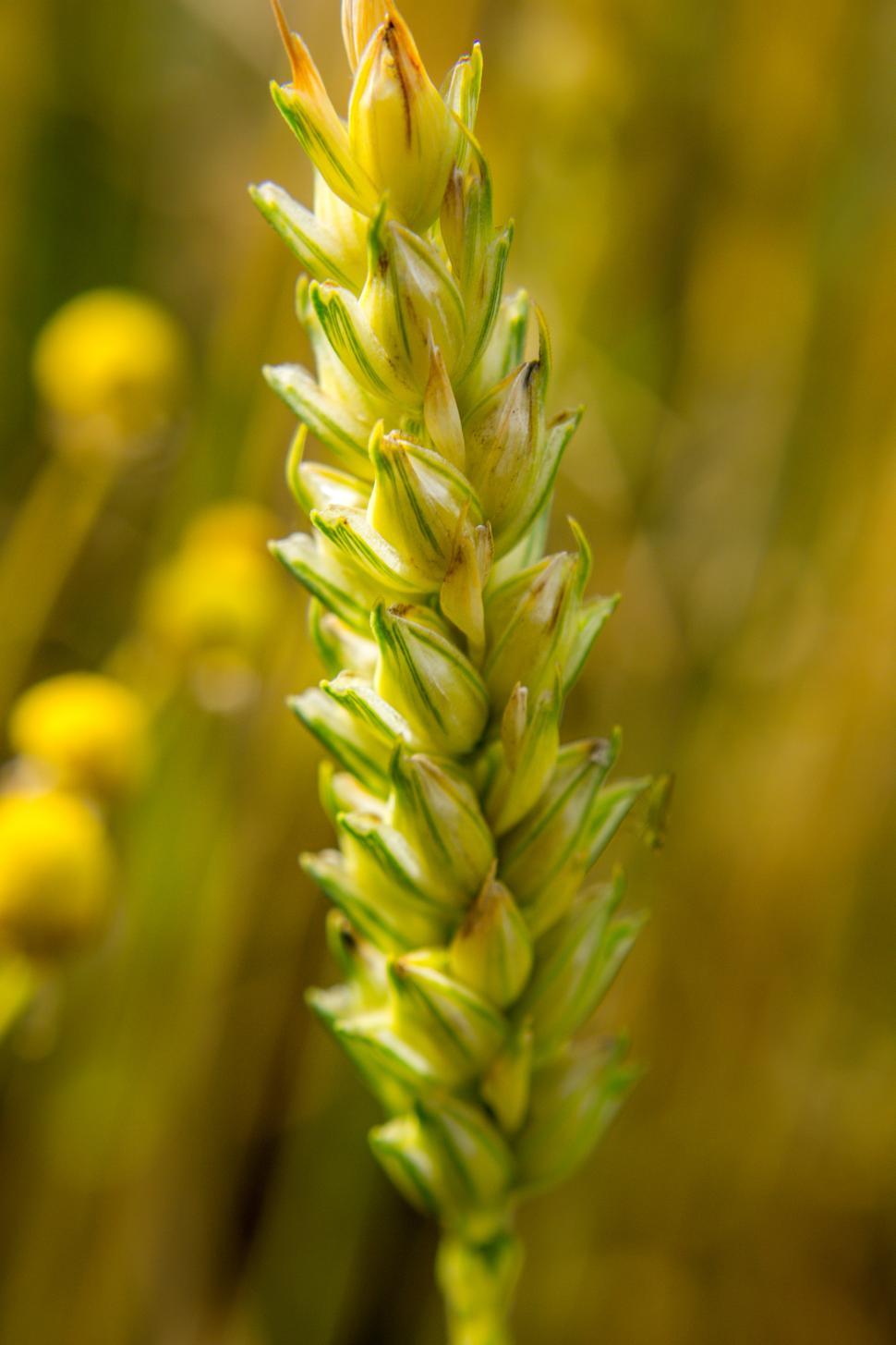 Free Image of Wheat  