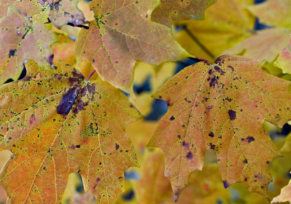 Free Image of Autumn Yellows 