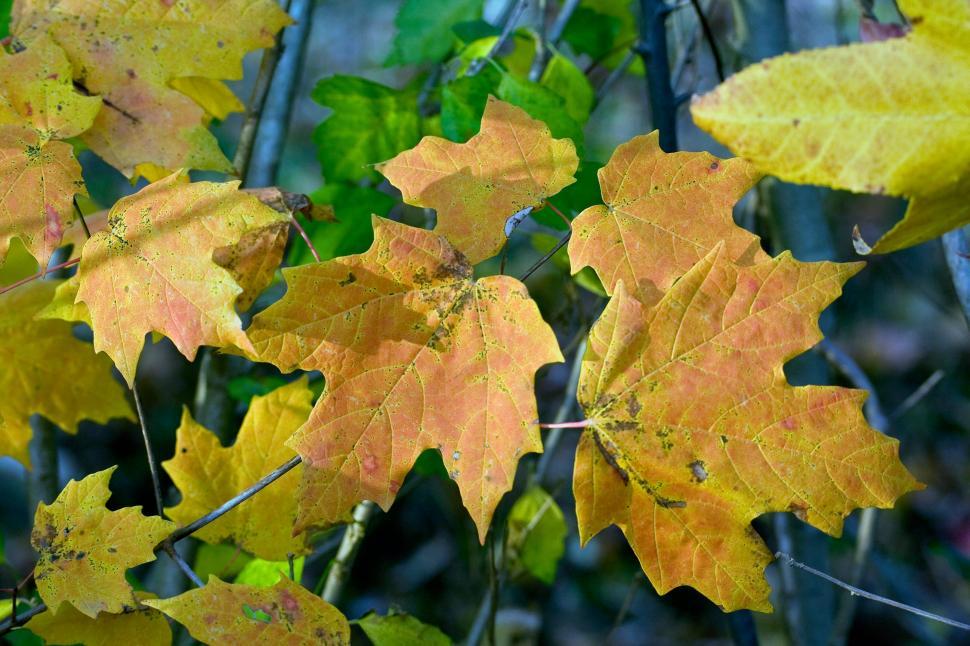Free Image of Autumn Leaves 