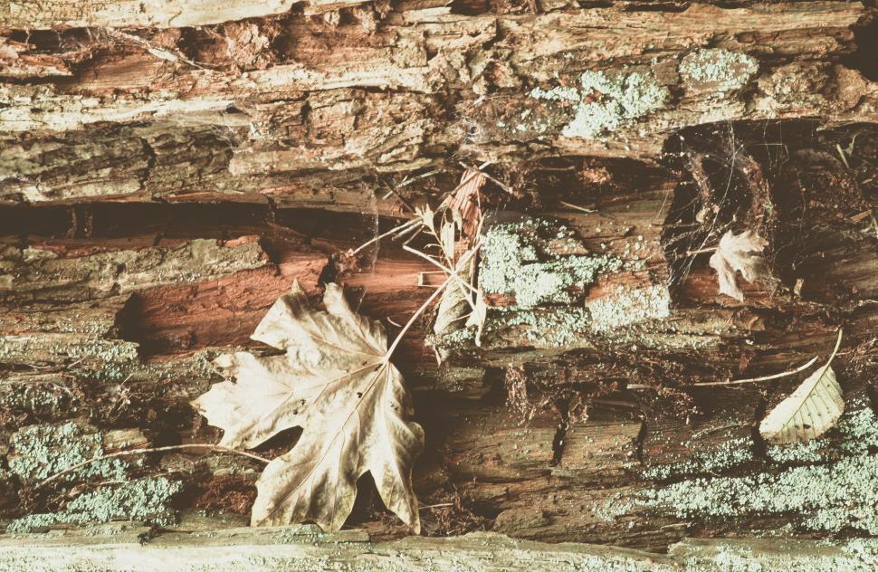 Free Image of Organic forest background 