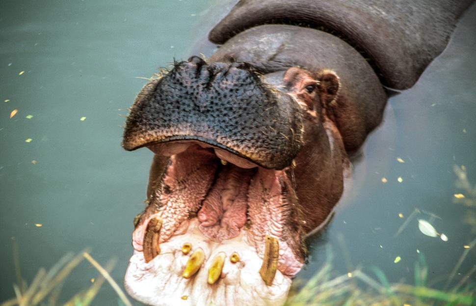 Free Image of Hippopotamus 