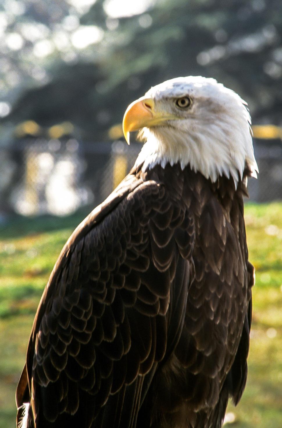 Free Image of Bald eagle 