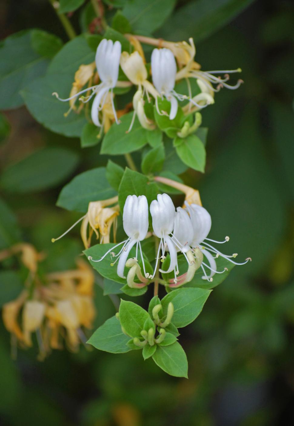 Free Image of Honeysuckle 