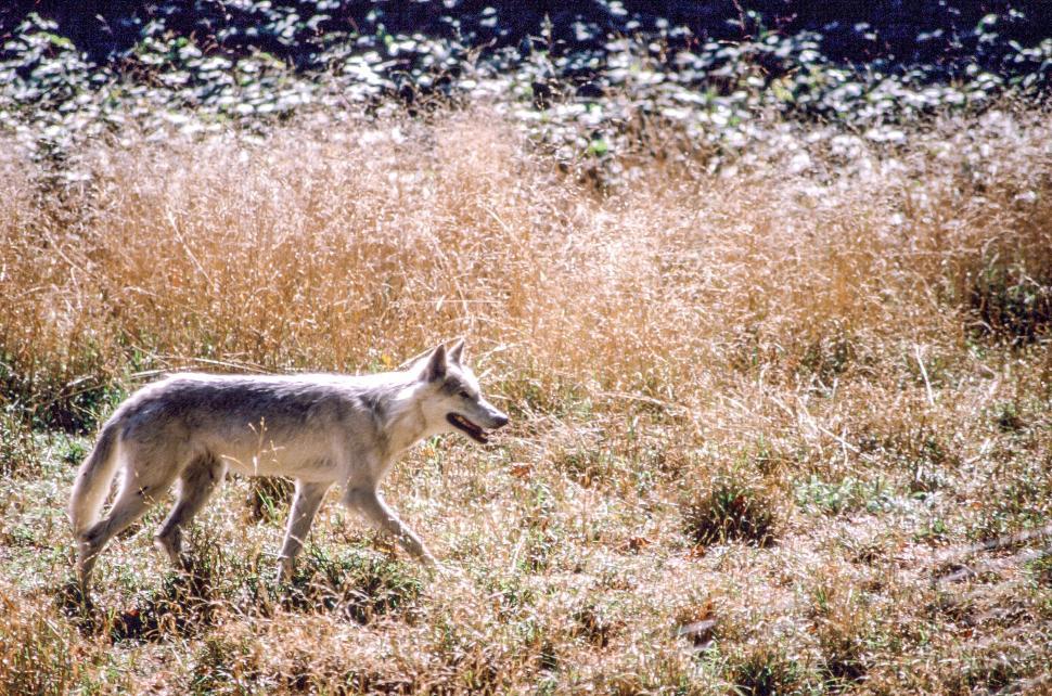 Free Image of Wolf 