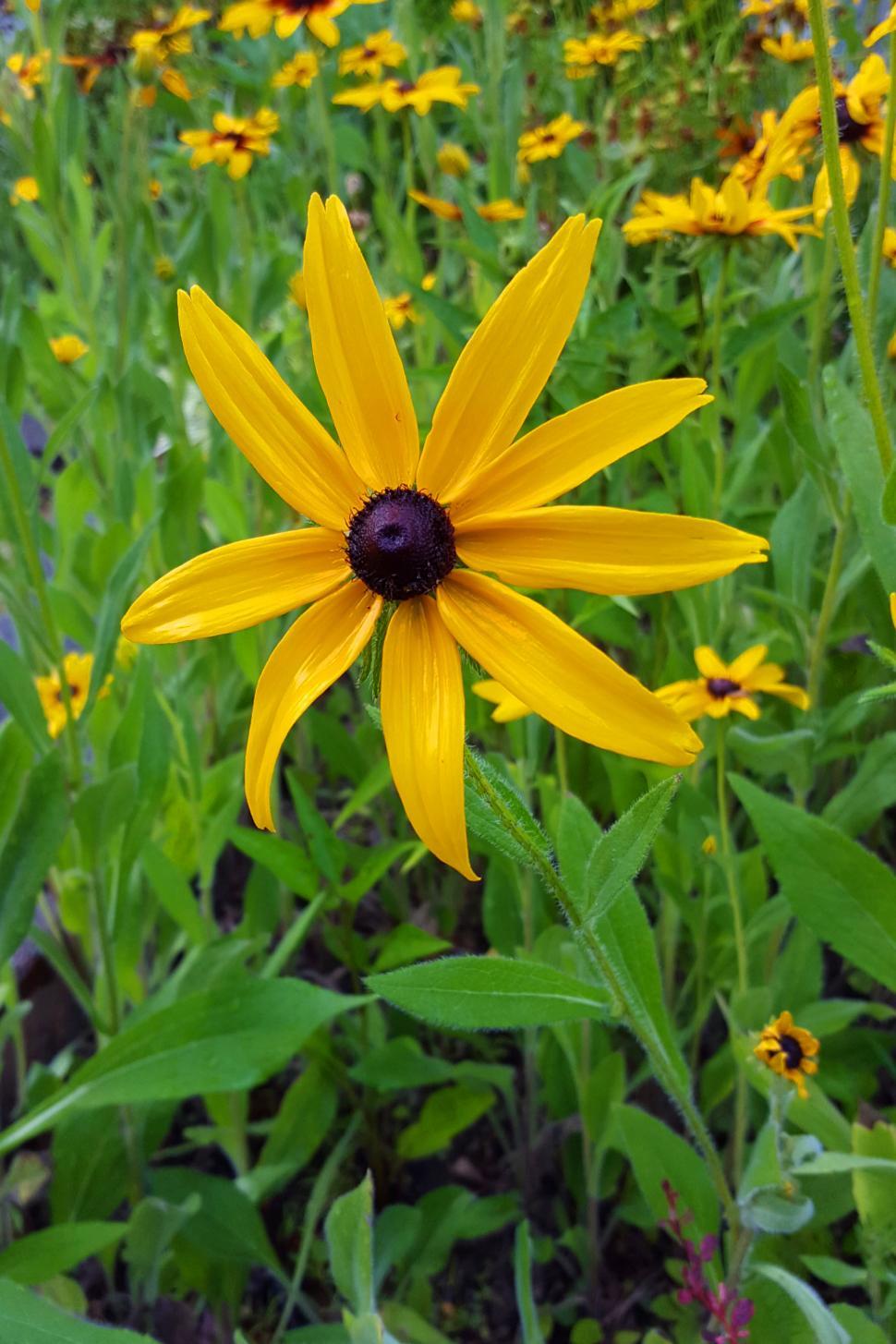 Free Image of Yellow Black Eyed Susan Flower 