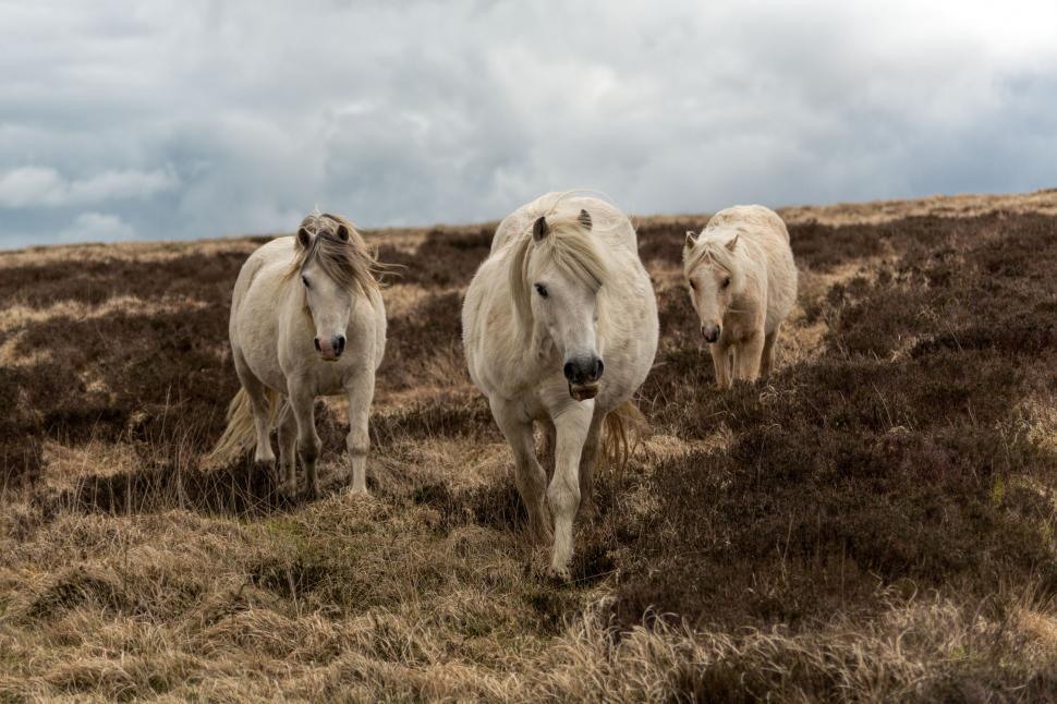 Free Image of Horses walking 