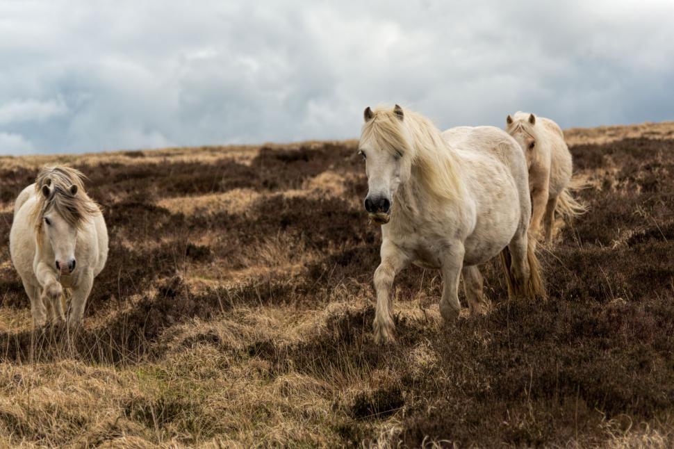 Free Image of Pregant horses 