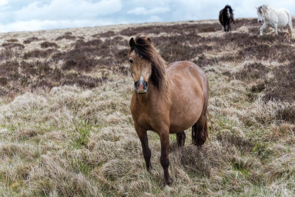 Free Image of Welsh horses 