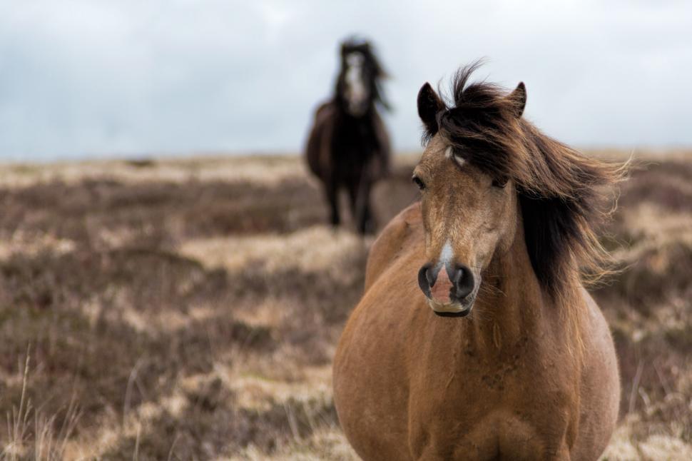 Free Image of Horse close-up 