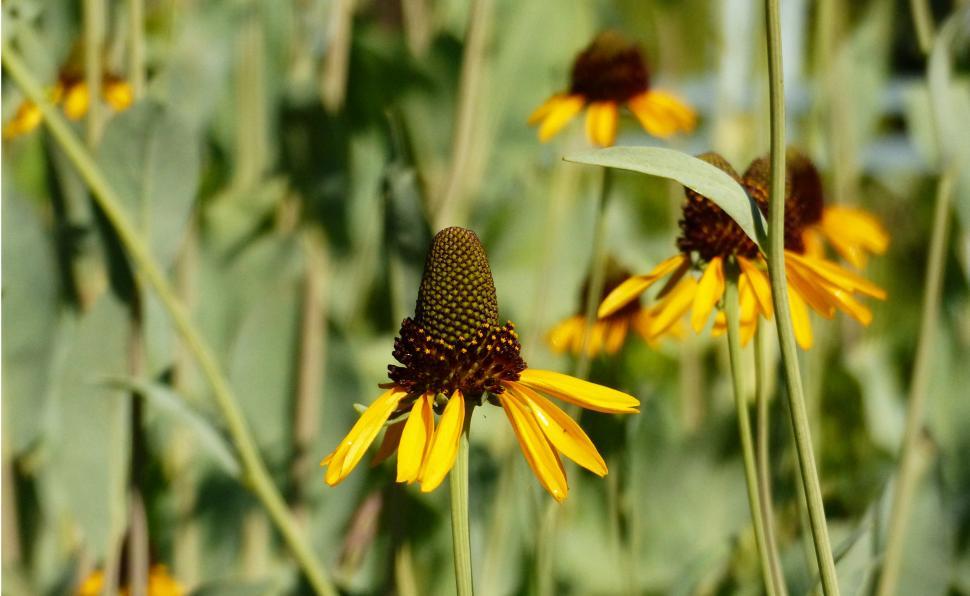 Free Image of Yellow Coneflower Closeup 