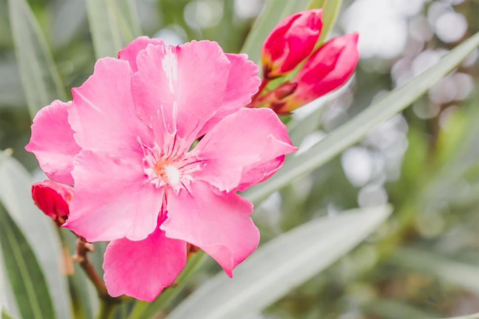 Free Image of Oleander rose bay flower 