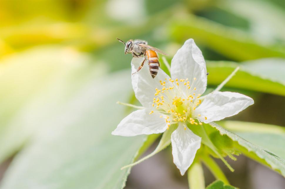 Free Image of A honey bee on a flower 