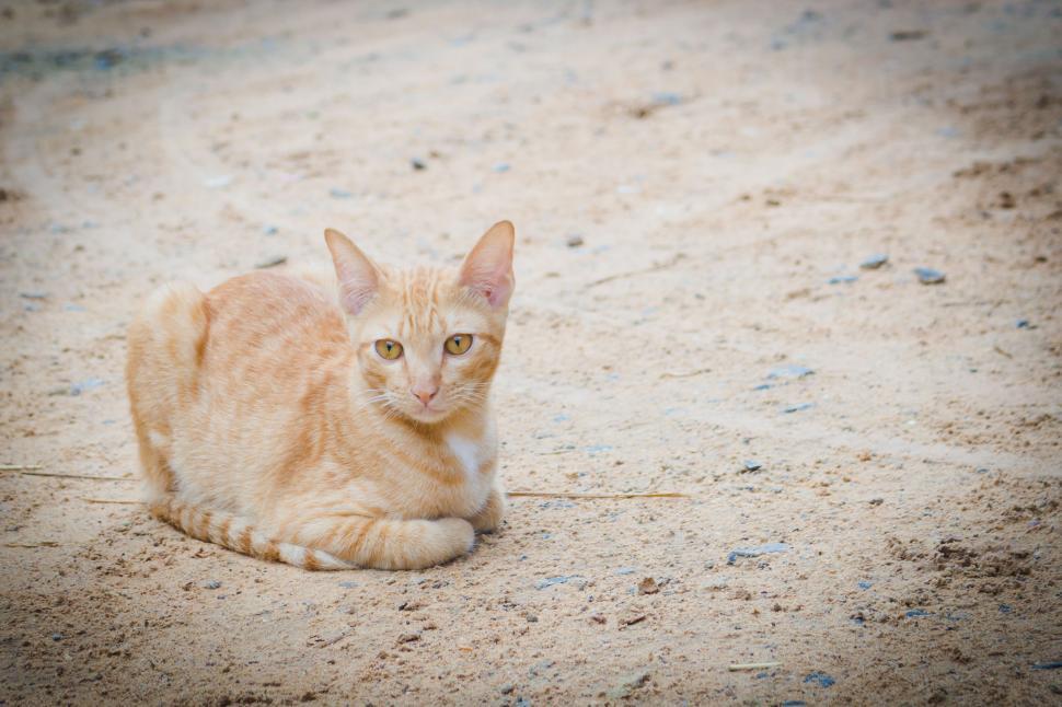 Free Image of Red and white cat  