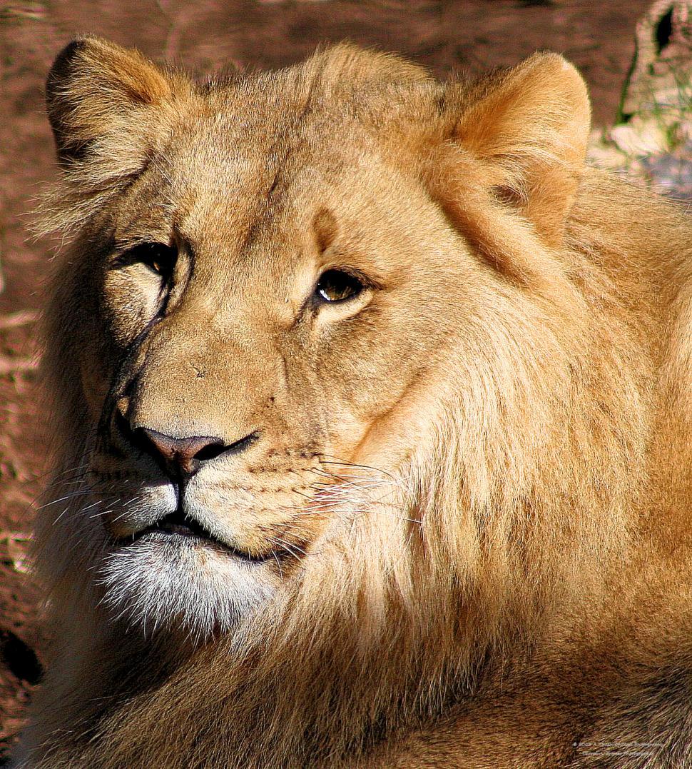 Free Image of The King Is Watching 