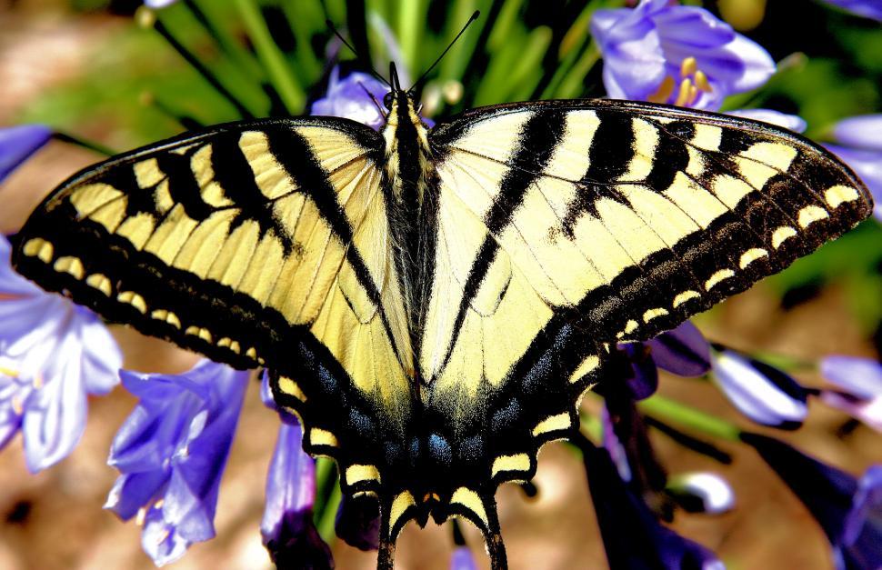 Free Image of Wings Of Love 