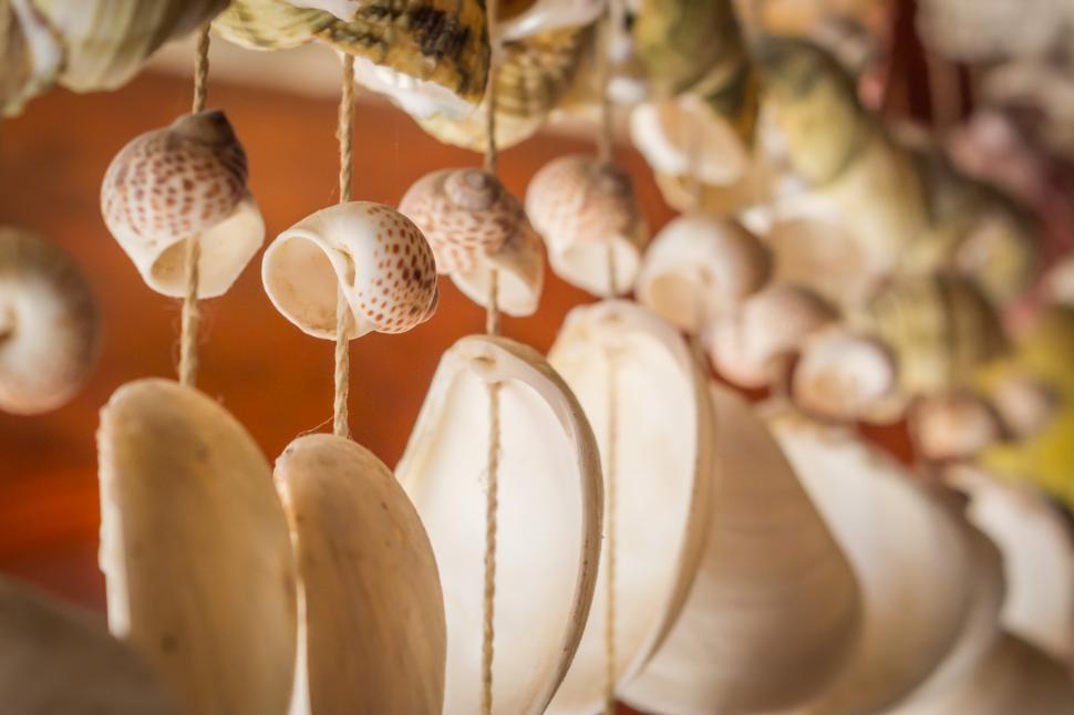 Free Image of Seashells  