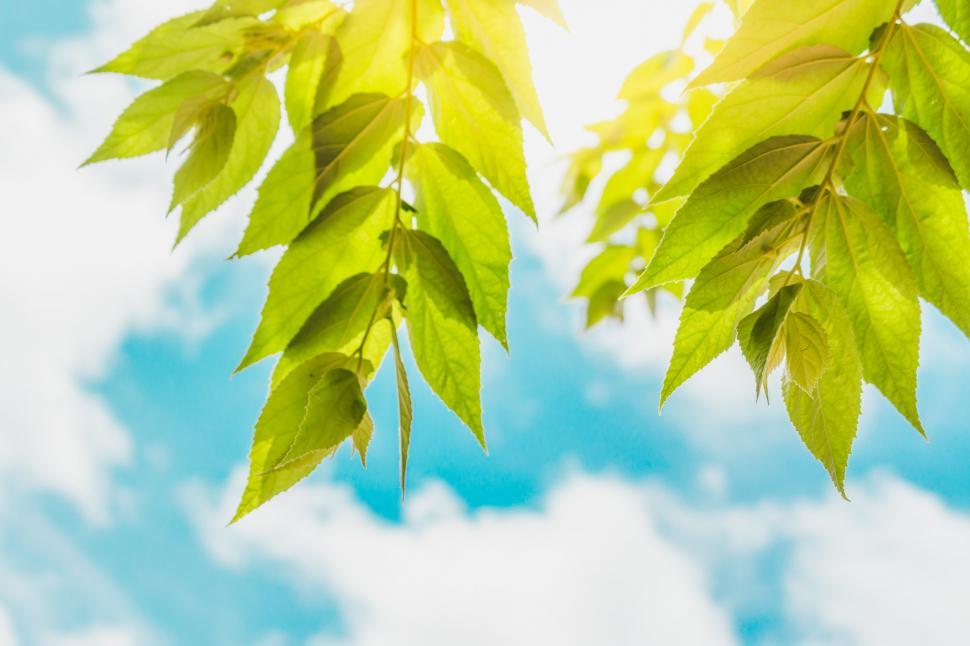 Free Image of Beautiful leaves  