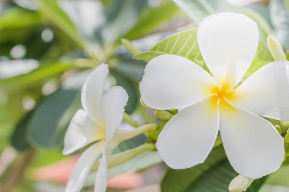 Free Image of Frangipani Plumeria Flower  