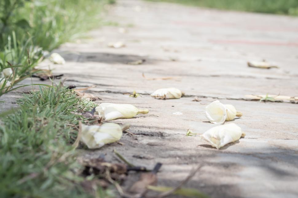 Free Image of Flowers drop on walkway  
