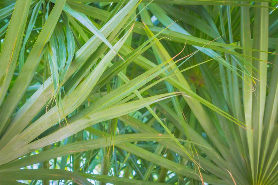 Free Image of Palm Leaves 