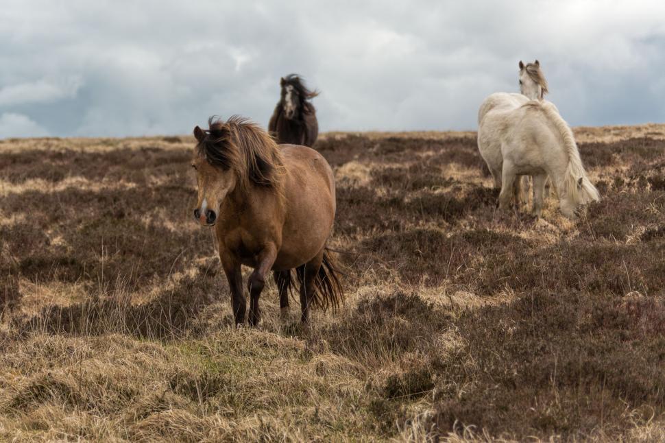 Free Image of Beautiful horses 