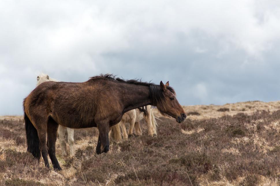 Free Image of Horses feeding 