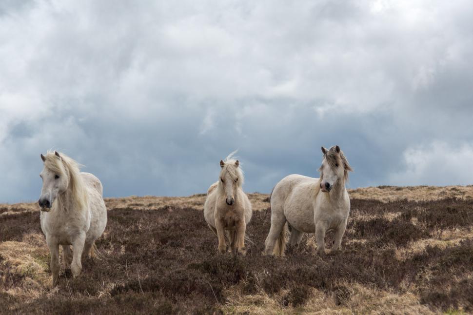 Free Image of White horses 