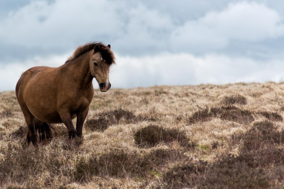 Free Image of Brown horse 
