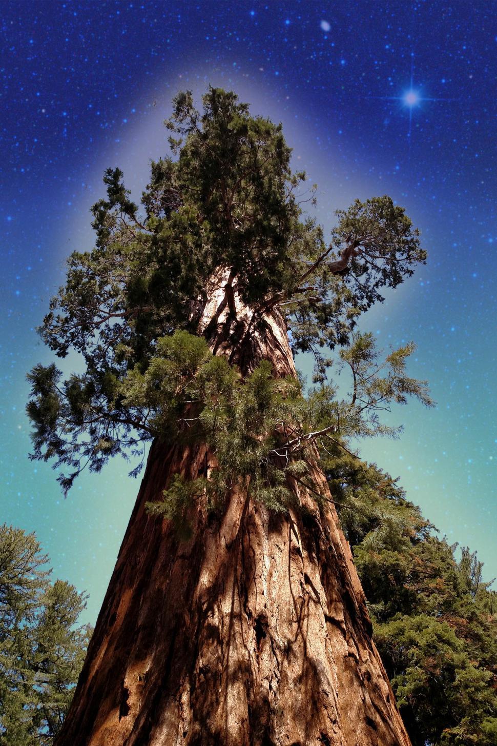 Free Image of King Sequoia 