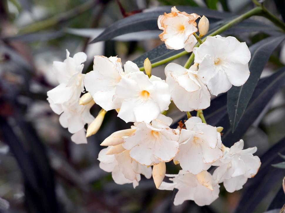 Free Image of Oleander 
