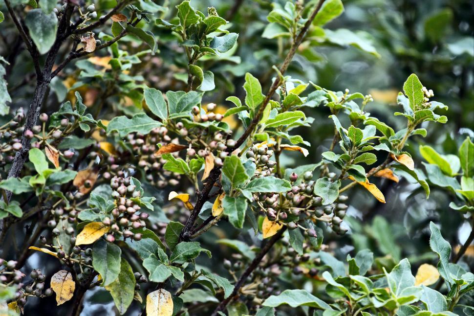 Free Image of Berries 