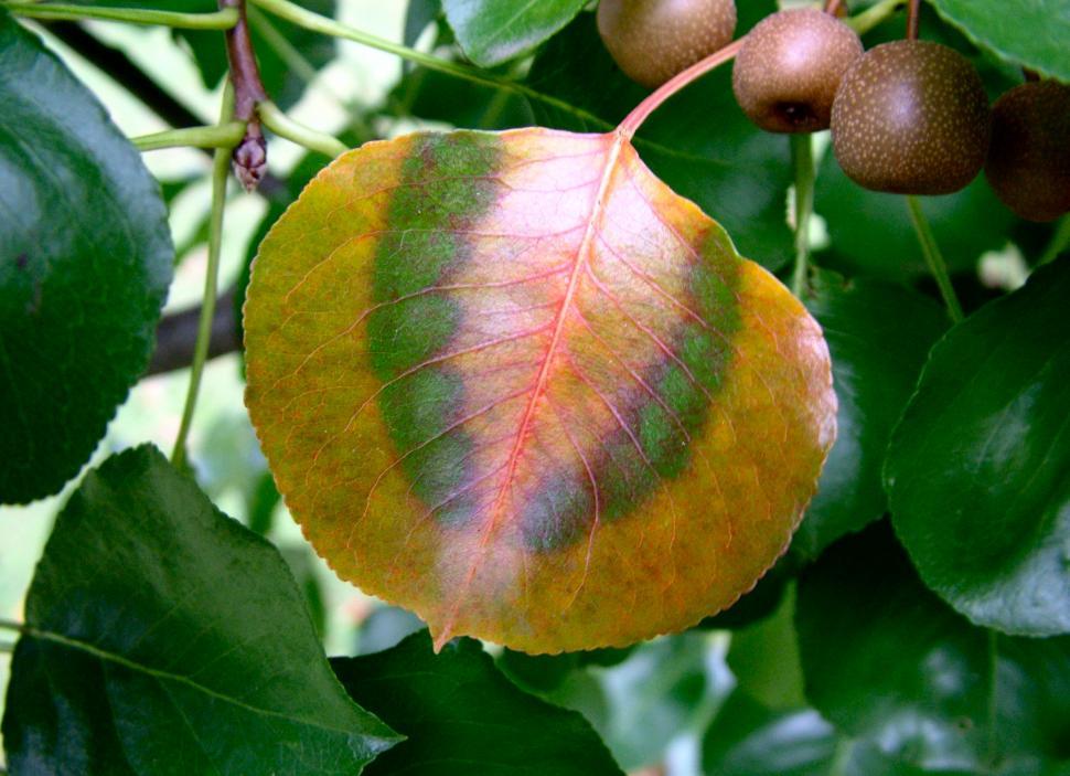 Free Image of Autumn Orange and Green 