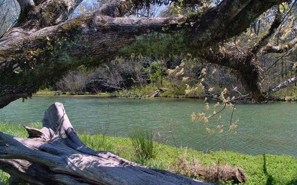 Free Image of Southern Swamp 