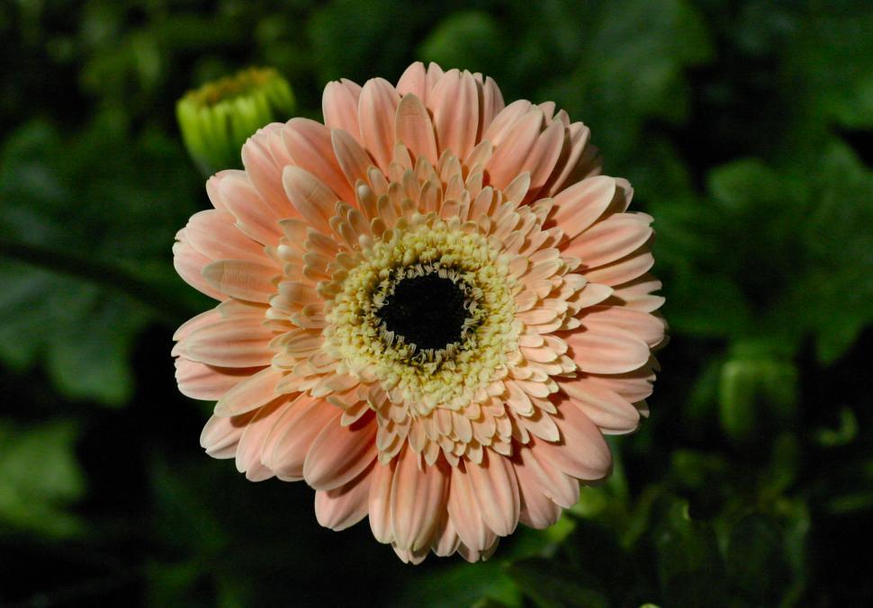 Free Image of Salmon Daisy 