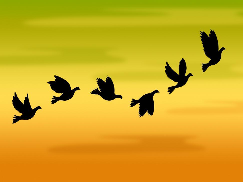 Free Image of Flying Birds Represents Summer Time And Heat 