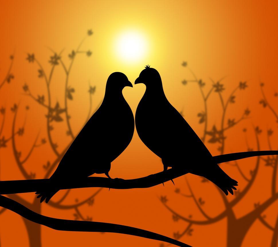 Free Image of Love Birds Represents Heart Compassion And Boyfriend 
