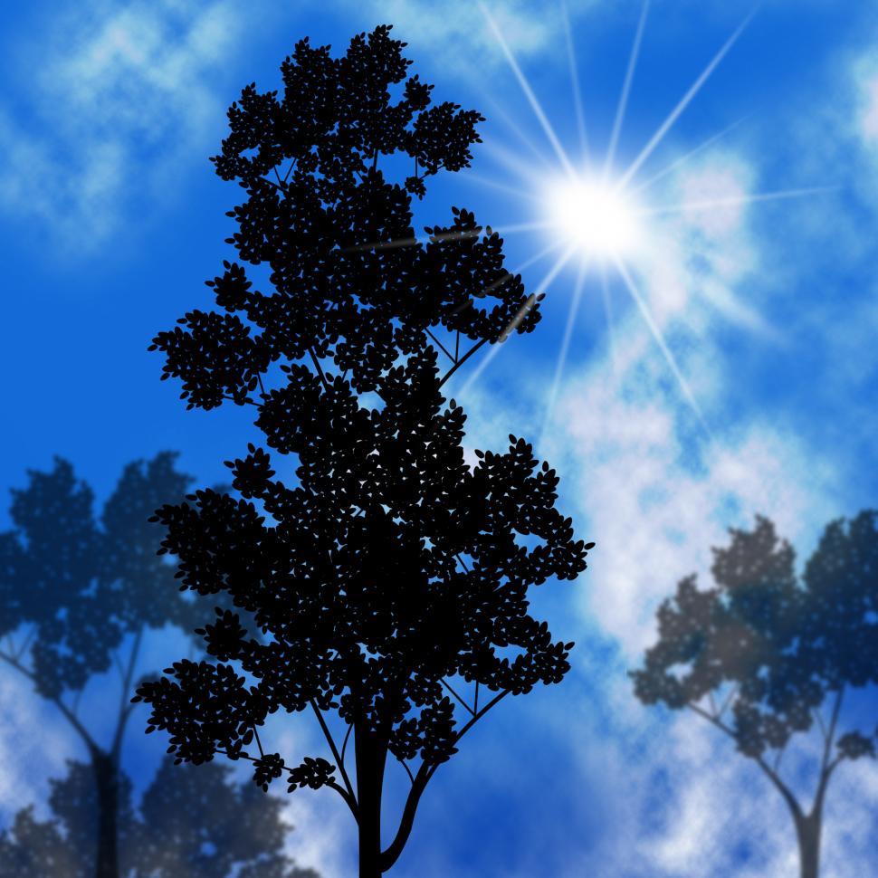 Free Image of Countryside Sunset Shows Tree Trunk And Branch 