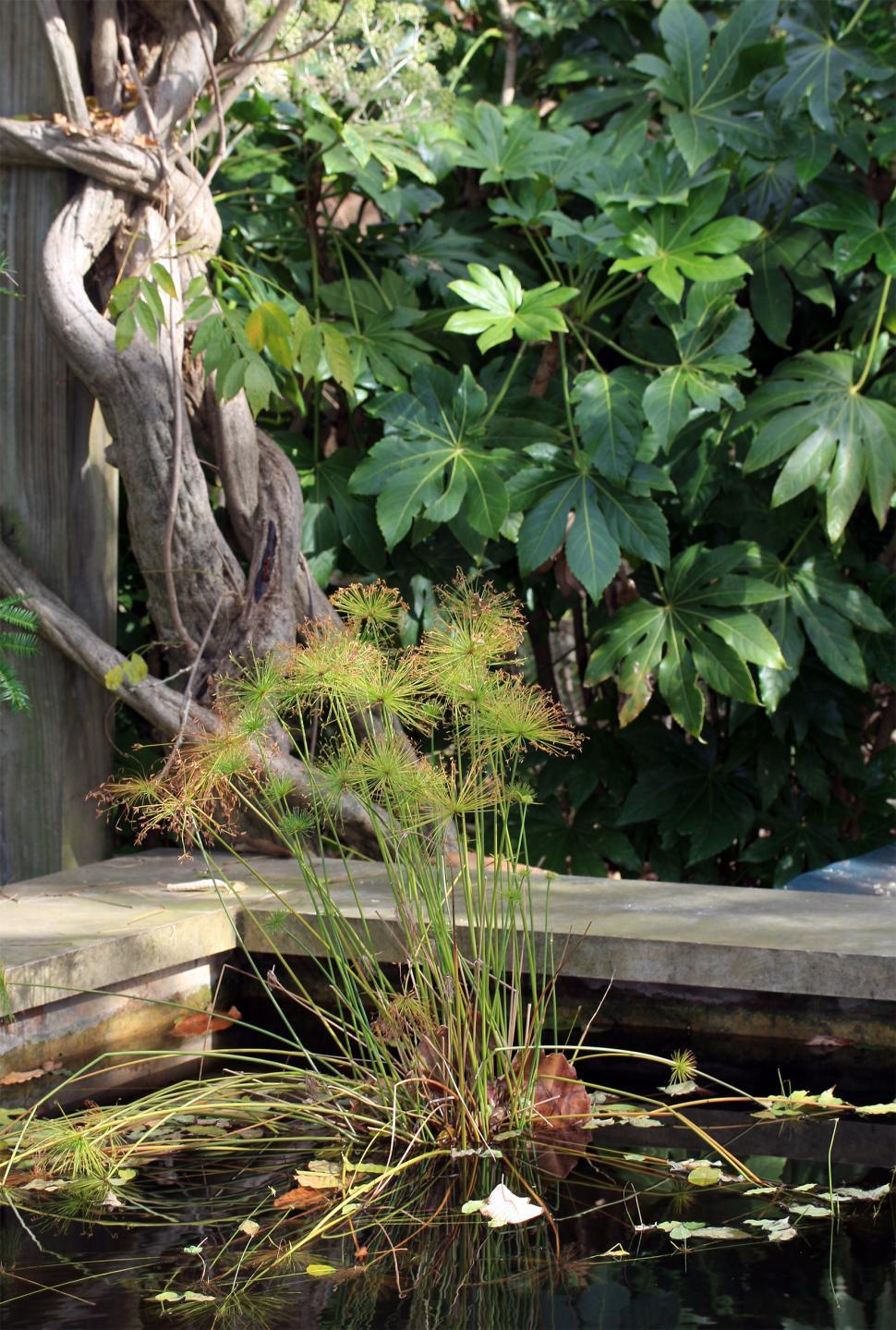 Free Image of Secret Garden 