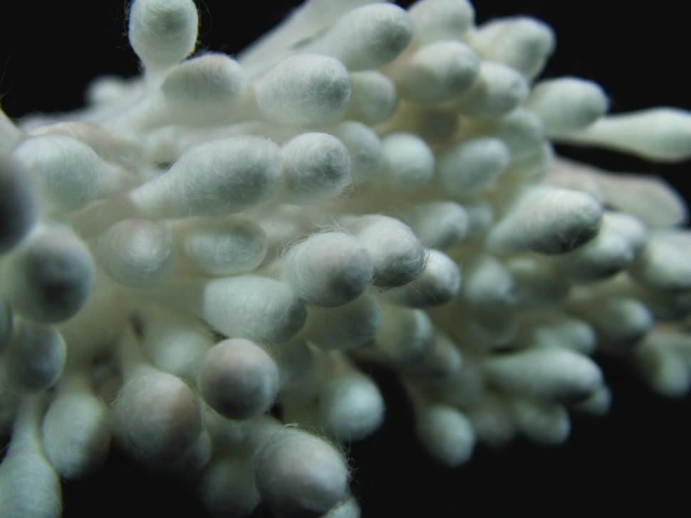 Free Image of Cotton Swabs 