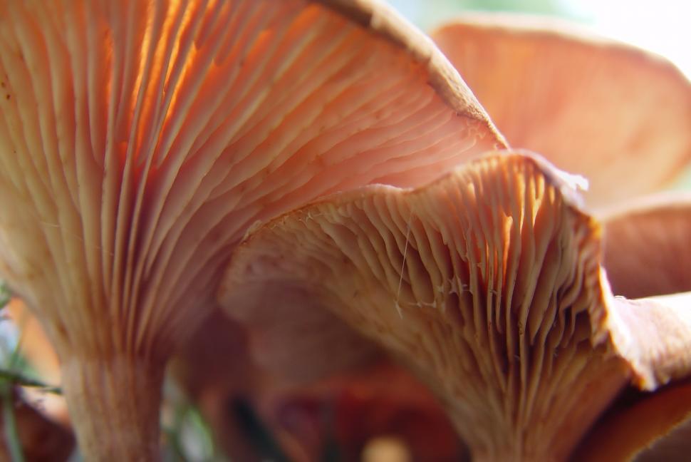 Free Image of Under the Shrooms 