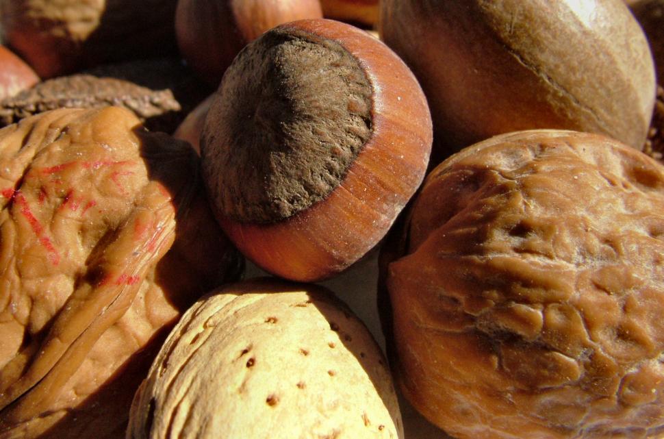 Free Image of Nutty 