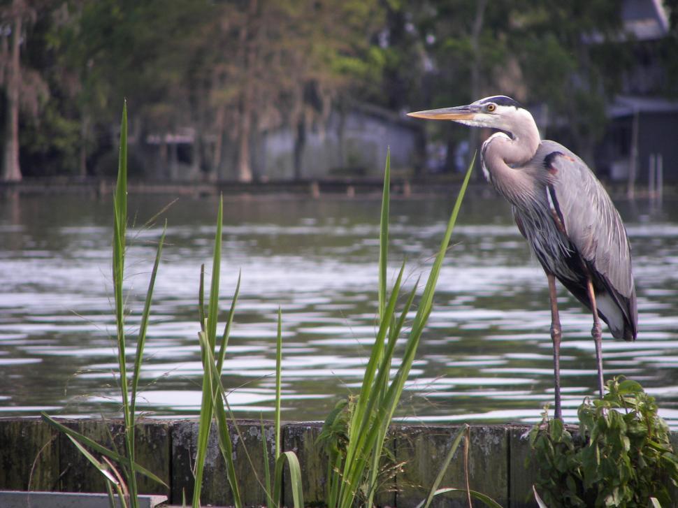 Free Image of Great Blue Heron 