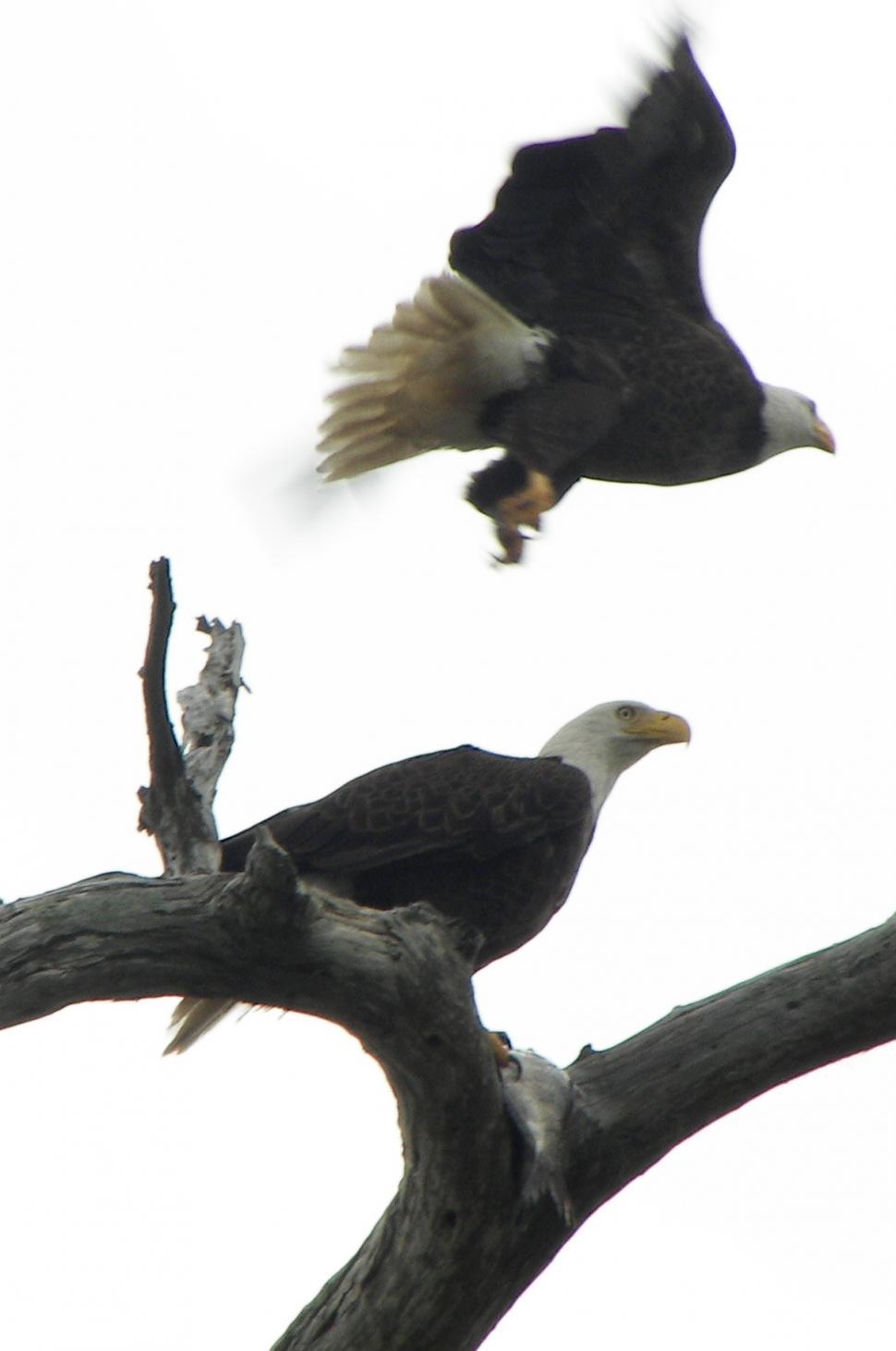 Free Image of Eagles 