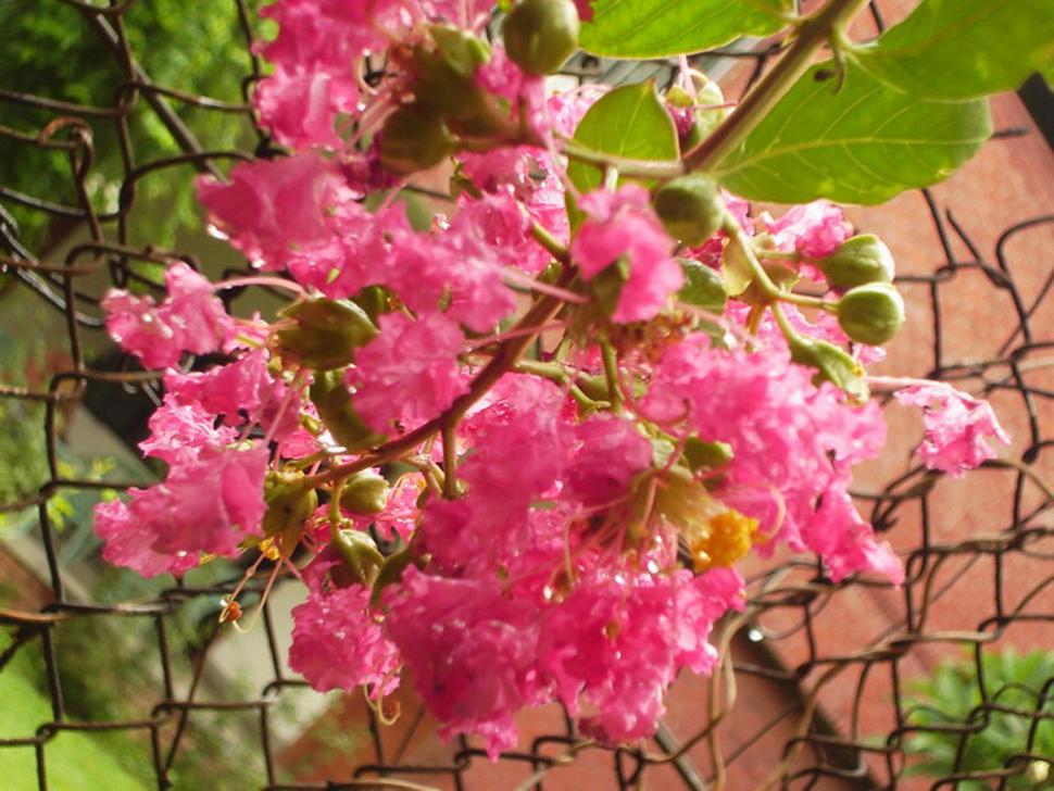 Free Image of Pink flower 