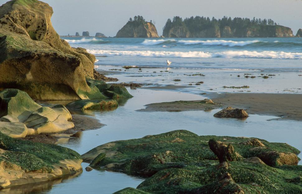 Free Image of Tidal Pools at Rialto Beach 