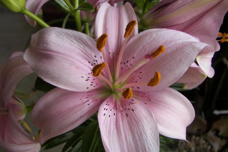 Free Image of Stargazing Lilly 