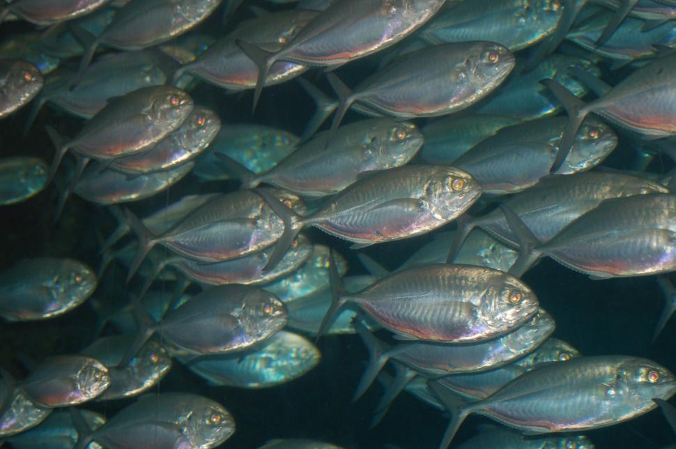 Free Image of New Orleans Aquarium 