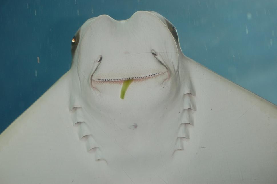 Free Image of New Orleans Aquarium 